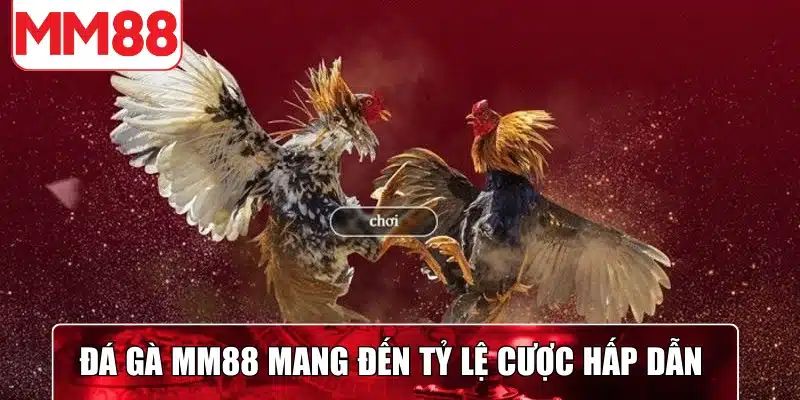 Đá gà MM88 mang đến tỷ lệ cược hấp dẫn cùng cơ hội giải trí an toàn